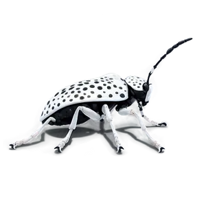 Black And White Weevil PNG 79
