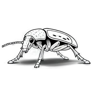 Black And White Weevil PNG Gyo PNG
