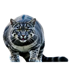 Black And White Wildcat PNG 06132024 PNG