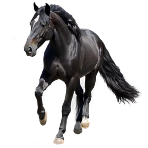 Black Andalusian Horse Beauty Png 06262024 PNG image