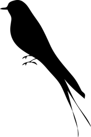 Black Background Placeholder