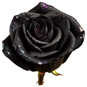 Black Beauty Roses Png 06212024 PNG image