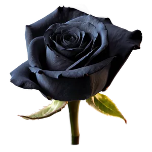 Black Beauty Roses Png 57 PNG image