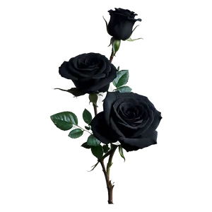 Black Beauty Roses Png Lhs PNG image