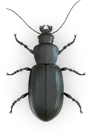 Black Beetle Dark Background PNG image