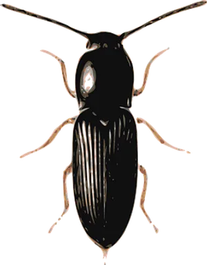 Black Beetle Illustration PNG image