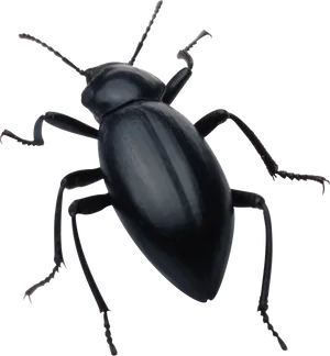 Black Beetle Isolatedon Transparent Background PNG image