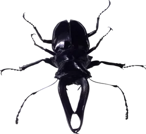 Black Beetle Specimen PNG image