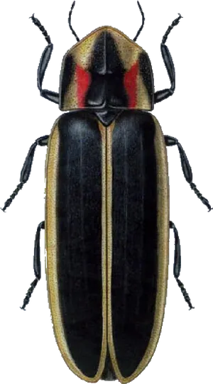 Black Beetlewith Red Markings PNG image