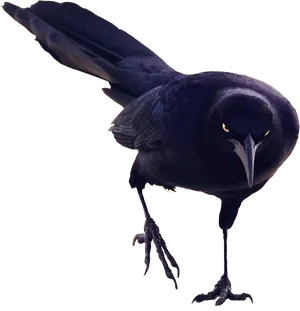Black Bird Intense Gaze PNG image