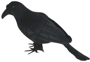 Black Bird Silhouette PNG image