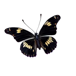 Black Butterfly C PNG