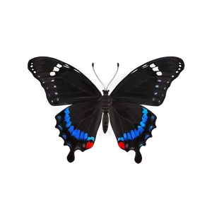Black Butterfly D PNG