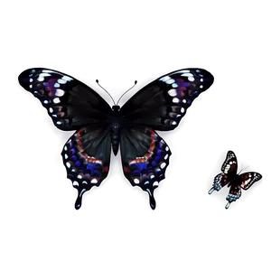 Black Butterfly Effect PNG 06252024