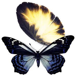 Black Butterfly Effect PNG 61 PNG
