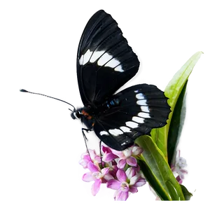 Black Butterfly In Nature Png 06252024 PNG image