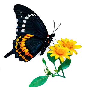 Black Butterfly On Flower Png 06252024 PNG image