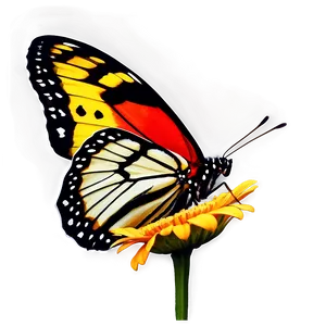 Black Butterfly On Flower Png 06252024 PNG image