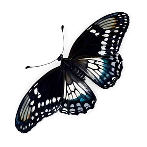 Black Butterfly On White PNG 85 PNG