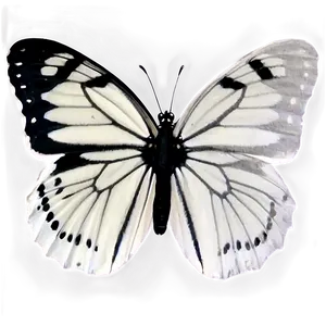 Black Butterfly On White PNG Oqb76 PNG