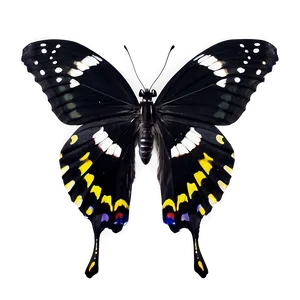 Black Butterfly Profile Png 36 PNG image