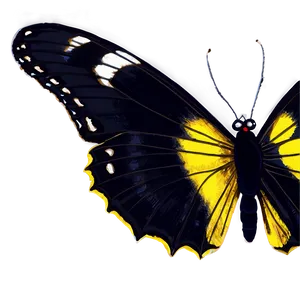 Black Butterfly Sketch Png 06252024 PNG image