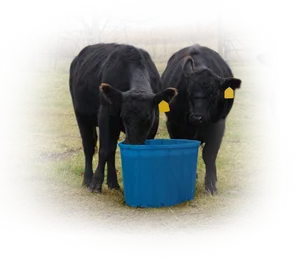 Black Calves Drinking From Blue Bucket PNG image