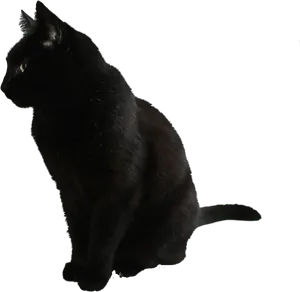 Black Cat Side View Profile PNG