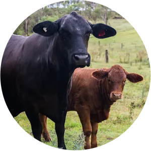 Black Cowand Brown Calfin Field PNG image