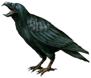 Black Crow Cawing PNG image