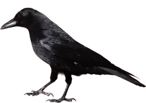 Black Crow Dark Background