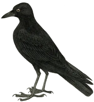 Black Crow Illustration