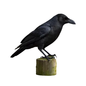 Black Crow PNG 05232024