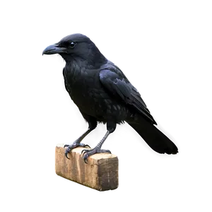 Black Crow PNG 05232024 PNG