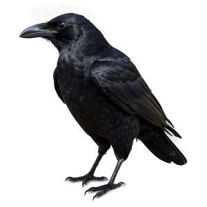 Black Crow PNG Aal PNG