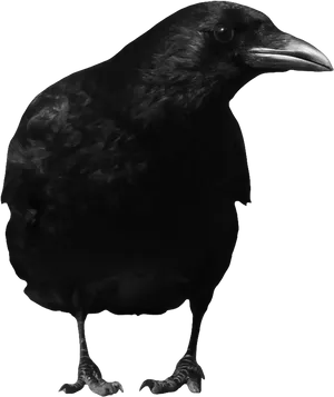 Black Crow Portraiton Dark Background PNG image