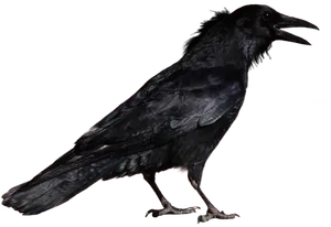 Black Crow Profile PNG image