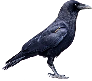 Black Crow Profile