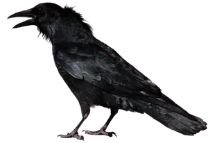 Black Crow Profile