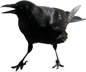 Black Crow Profile View PNG image