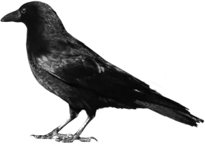 Black Crow Silhouette