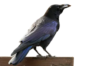 Black Crowned Raven Perched