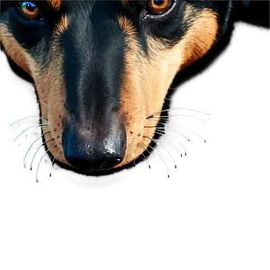 Black Dog Nose Png 06272024 PNG image