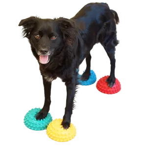 Black Dog Standing On Colorful Balls PNG image