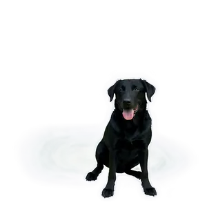 Black Dog Transparent PNG Fcl PNG