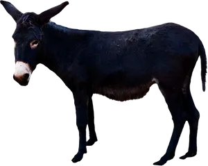 Black Donkey Standing Profile PNG image