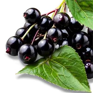 Black Elderberry Png 06252024 PNG image