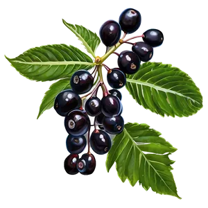 Black Elderberry PNG 31