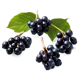 Black Elderberry Png Abq1 PNG image