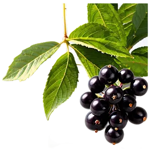 Black Elderberry Png Awb77 PNG image